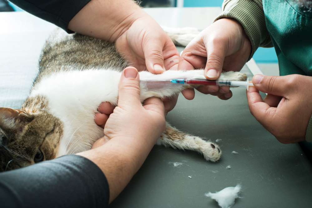 Anesthetized cat receiving veterinary blood testing in a treatment room.