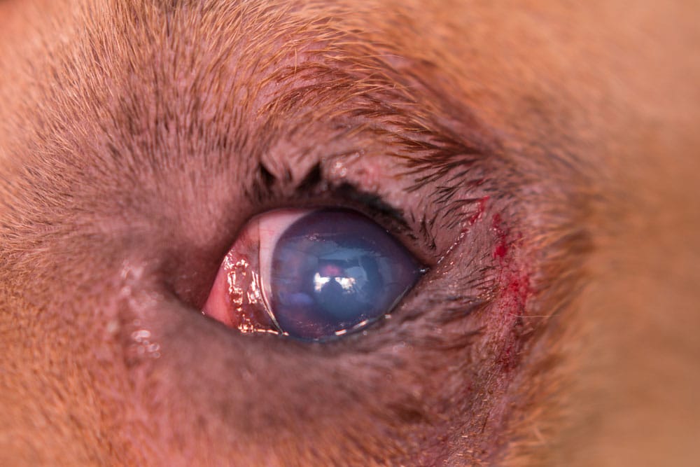 Close-up of a dog's eye with a cloudy cornea, indicating an eye condition. The fur is light brown and shows some redness around the eye area.