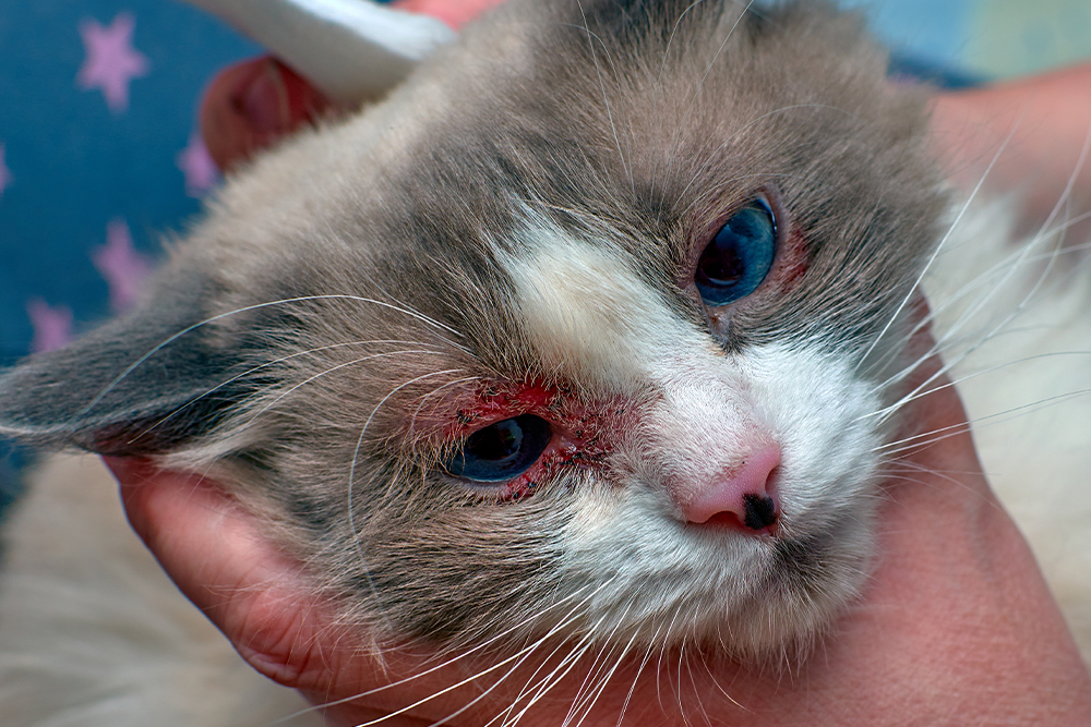 A close-up of a longhaired cat with blue eyes experiencing severe skin inflammation, redness, and scabbing around both eyes while being held gently by a person.