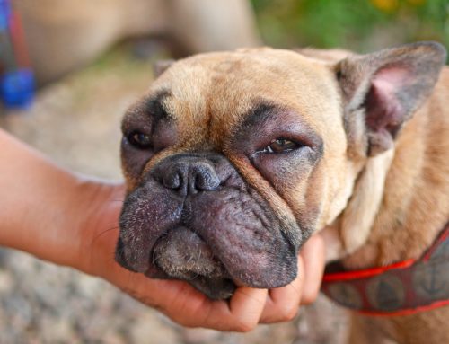 Why Do Some Pet Allergic Reactions Stay Mild While Others Turn Deadly?