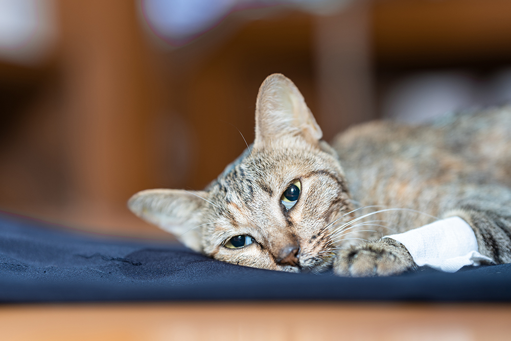 Tabby cat showing signs of sickness and resting during veterinary examination.