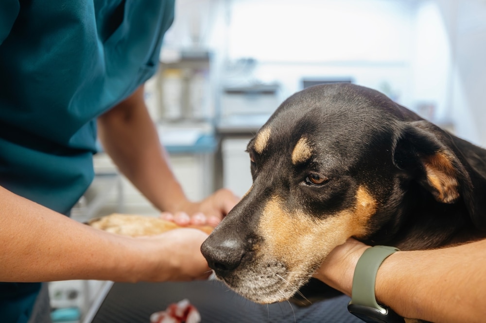 Veterinarian performing a diagnostic examination for a dog illness during a veterinary clinic visit
