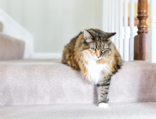 Pet Arthritis 101: What Every Pet Owner is Aching to Know