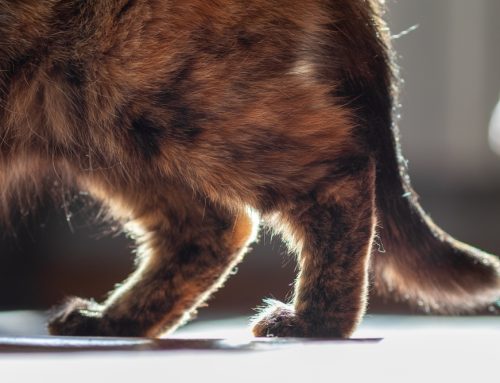 7 Startling Facts About Feline Arthritis