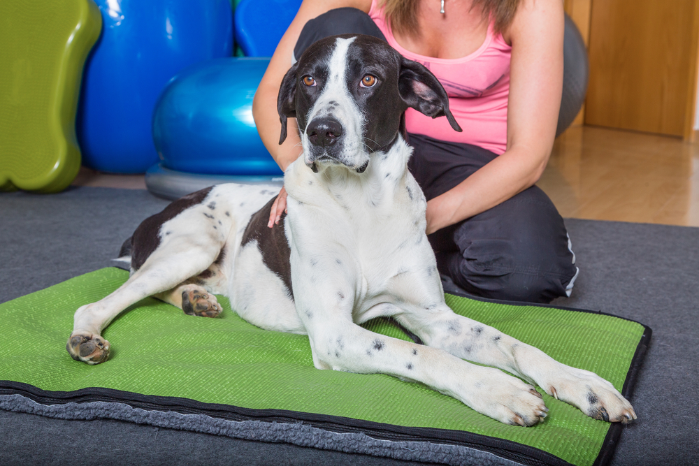 5 Things to Know About Veterinary Chiropractic Care - Animal Clinic of CB