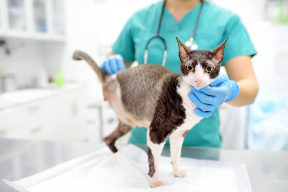 How to Care for Pets with Disabilities - Animal Clinic of CB