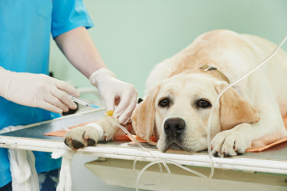 The Low Down on Leptospirosis in Dogs - Animal Clinic of CB