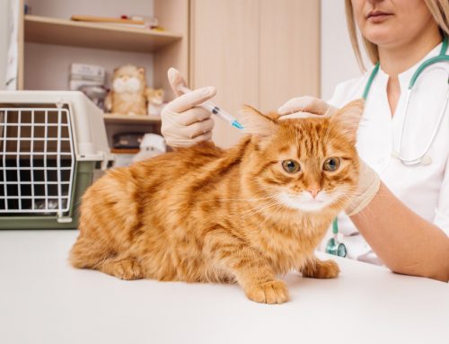 Take a “Shot” at our Pet Vaccination Quiz