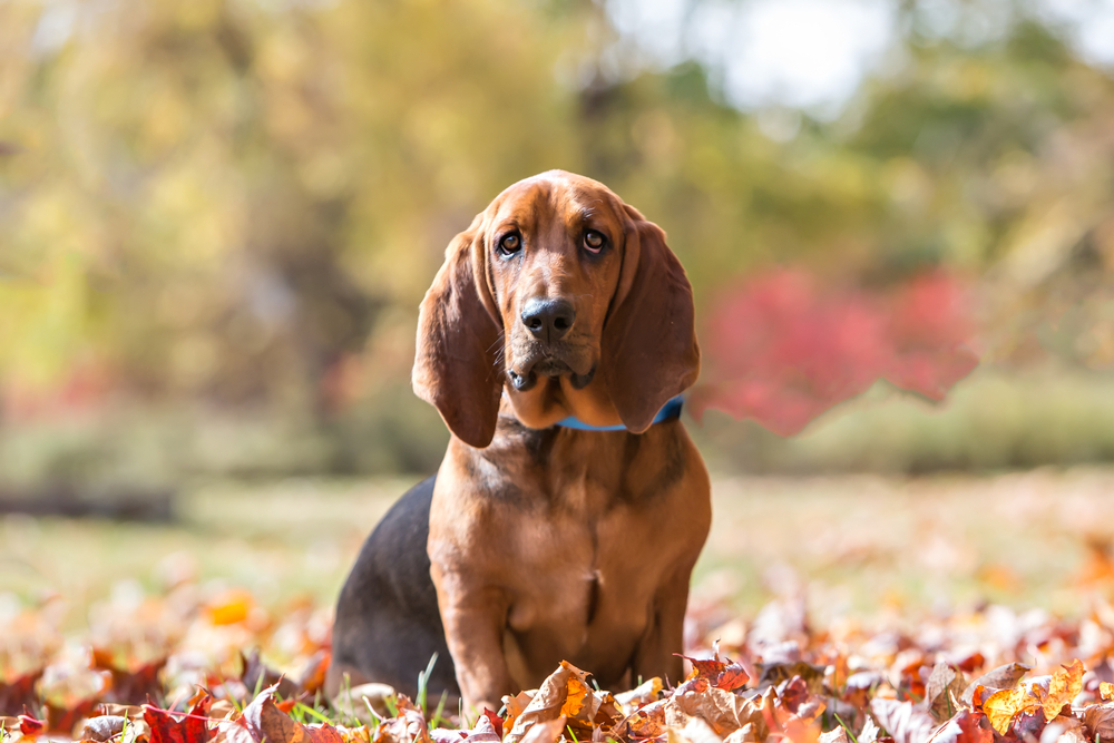 Puppy Proofing Basics for Your Home