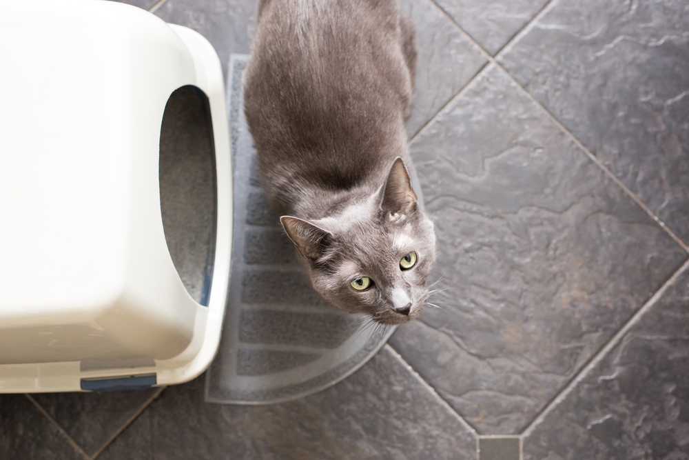 Does Your Cat Need a Bigger Litter Box?