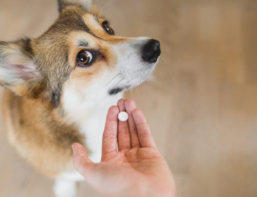 Successfully Medicating Your Pet—Tips and Tricks From Our Team