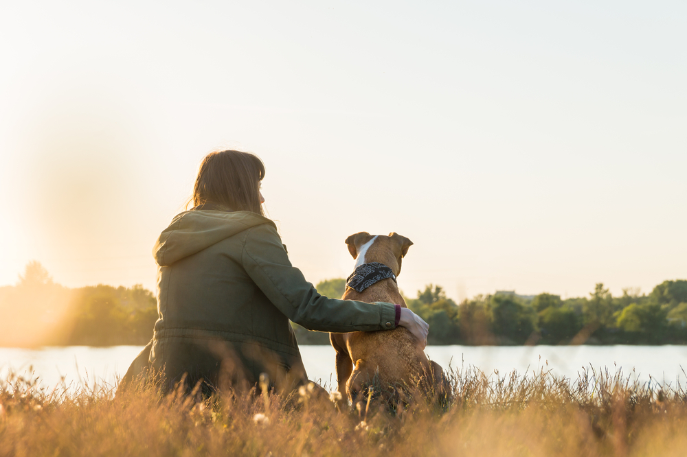 What To Expect When Palliative Care For Dogs