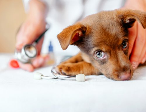 Why Can’t My Veterinarian See Me? Your Questions, Answered