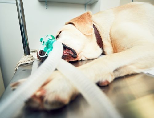 5 Ways We Keep Your Pet Safe During Anesthesia