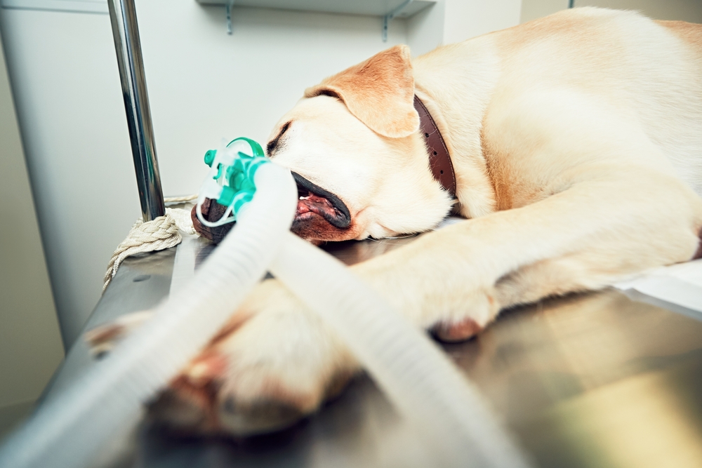 5 Ways We Keep Your Pet Safe During Anesthesia - Animal Clinic Of CB