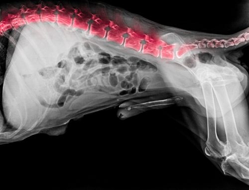 Back to Basics: A Pet Owners Owner’s Guide to Intervertebral Disc Disease