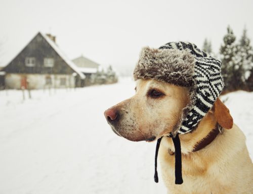 Frequently Asked Questions About Keeping Your Pet Safe During Cold Weather