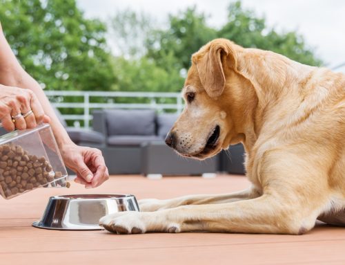 Pet Food Fables: Unraveling Myths about Dog and Cat Nutrition