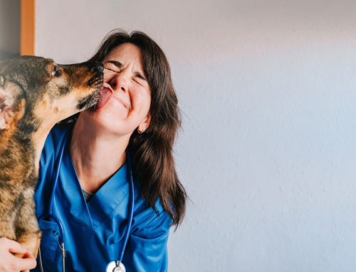 8 Diseases Prevented Through Pet Wellness Care