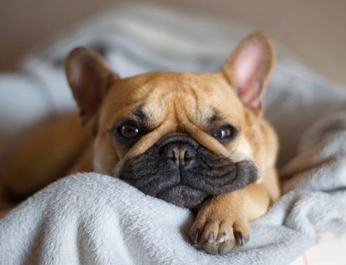 Frenchie Finesse: Mastering the Art of Caring for Your French Bulldog