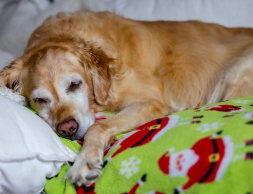 Helping Your Furry Friend Age Gracefully: Tips for Keeping Older Pets Active and Happy