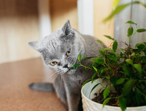 Pet Poison Control: Foods and Substances to Keep Away from Your Dog or Cat