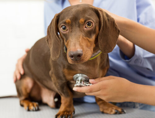 Common Breed-Related Diseases and Problems in Pets