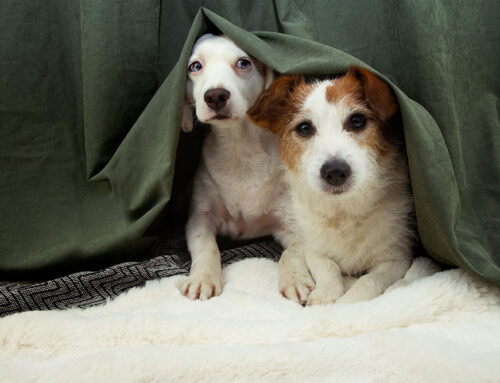 Behavioral Health: Managing Separation Anxiety in Pets