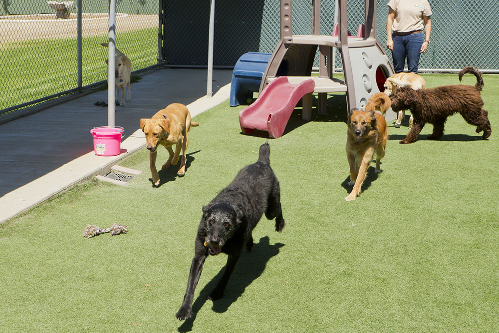 Several dogs run and play on green turf at an outdoor daycare facility featuring a play structure and a human supervisor.