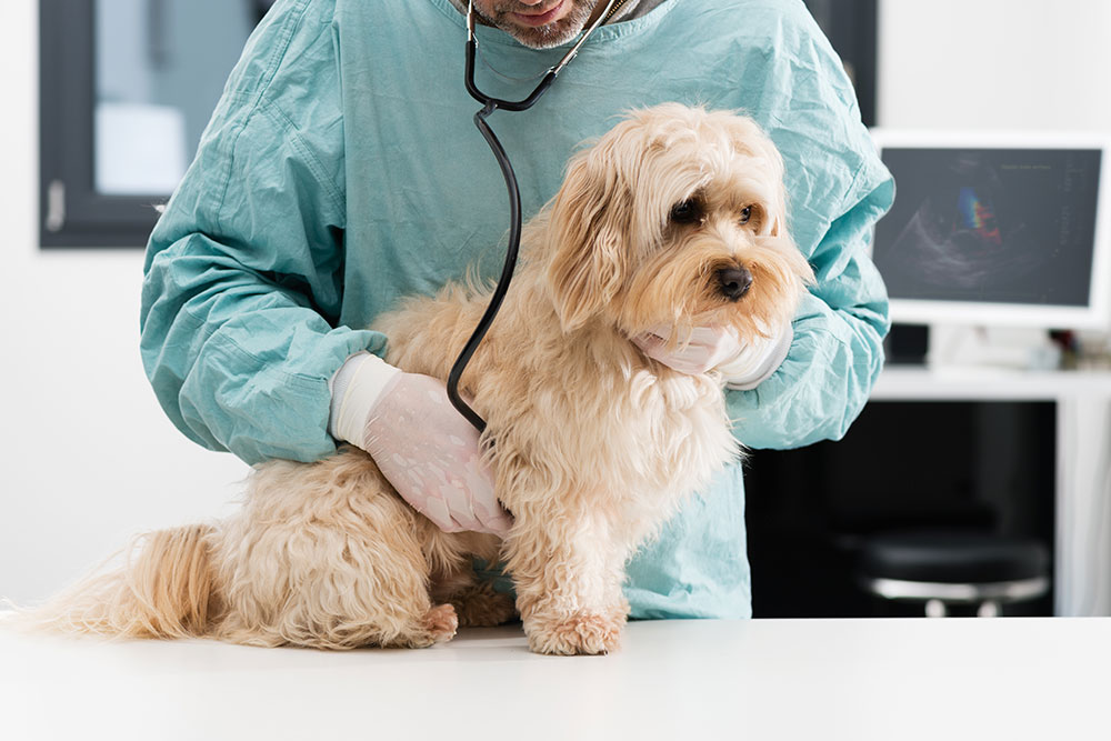 Routine dog wellness exam with veterinarian using stethoscope.