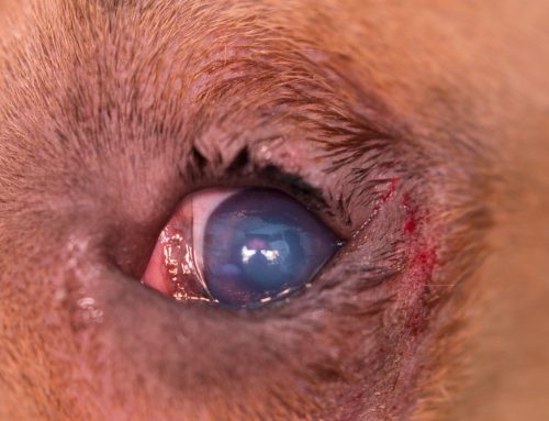 Entropion/Ectropion: Surgical Correction and Outcomes