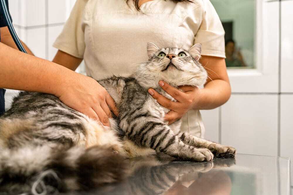 Tabby cat health check at veterinary clinic by professional veterinarian.