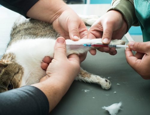 What Can Senior Blood Work and X-Rays Catch That a Physical Exam Misses?