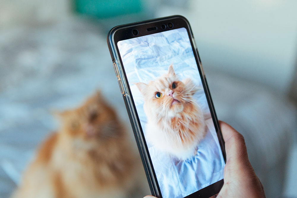 A close-up shot of a hand holding a smartphone, displaying a sharp photograph of a fluffy orange cat looking upward on a bed. In the blurred background, the actual orange cat can be softly seen sitting on the same bed.