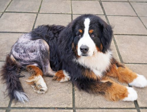 How Long Until My Dog Walks Normally After ACL Surgery?