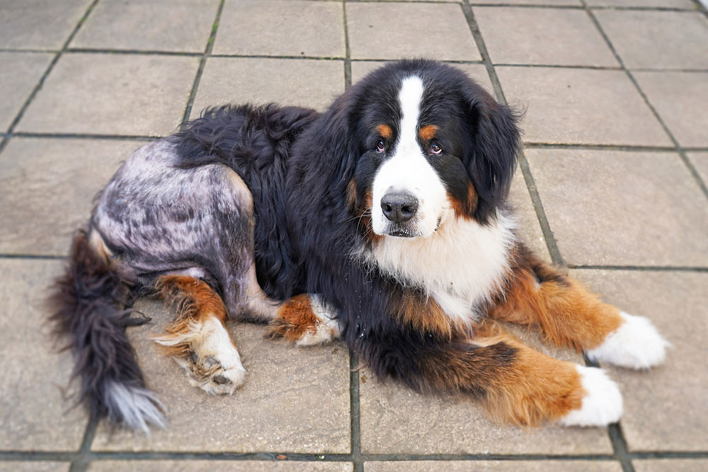 A large tricolor Bernese Mountain Dog lying on a tiled floor, with its hindquarters shaved to reveal skin, suggesting recent grooming or medical care.